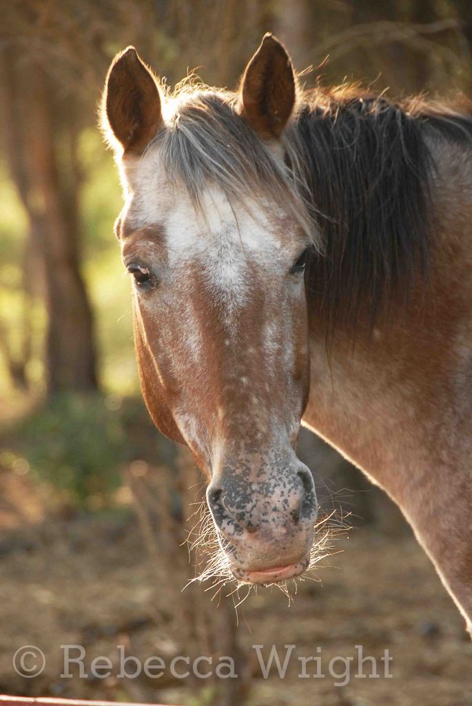 HorseFrance2010_8672copyright